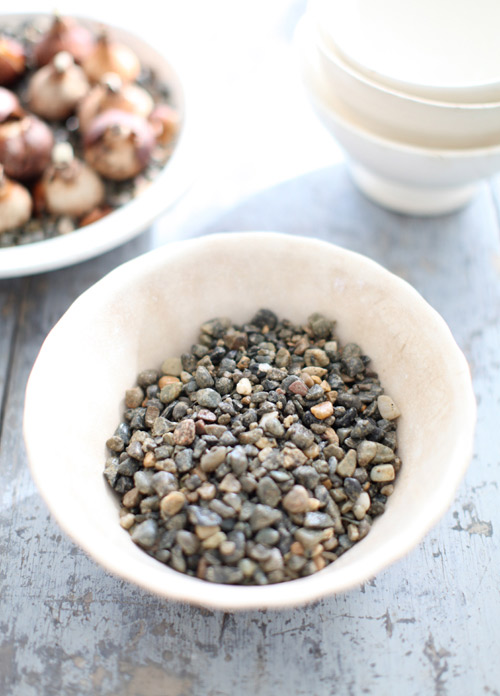 Kỹ thuật trồng hoa thủy ti&ecirc;n