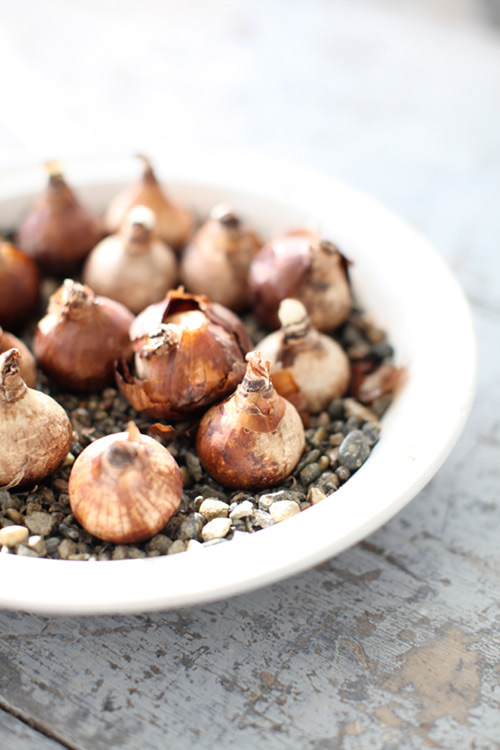 Kỹ thuật trồng hoa thủy ti&ecirc;n