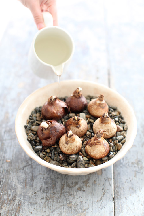 Kỹ thuật trồng hoa thủy ti&ecirc;n