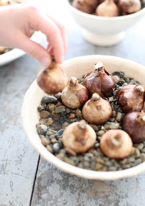 Kỹ thuật trồng hoa thủy ti&ecirc;n