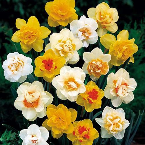 Cần ch&uacute; &yacute; &aacute;nh s&aacute;ng, lượng nước tưới để hoa nở đ&uacute;ng dịp Tết