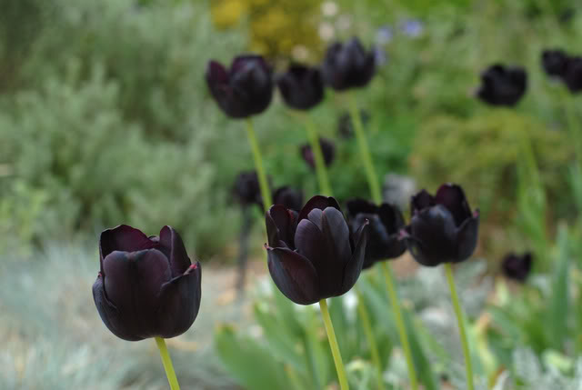 Kỹ thuật trồng hoa tulip ch&uacute; trọng nhiều đến nhiệt độ, độ ẩm trong qu&aacute; tr&igrave;nh sinh trưởng của hoa