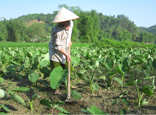 Khoai sọ d&ugrave;ng ăn tươi, chế biến 13Win OKVIP Cá cược bóng đá