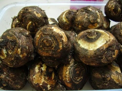 Kỹ thuật trồng khoai sọ kh&ocirc;ng kh&oacute;, cho năng suất cao