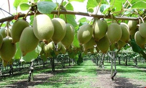 Kiwi th&iacute;ch hợp sinh trưởng ở v&ugrave;ng lạnh