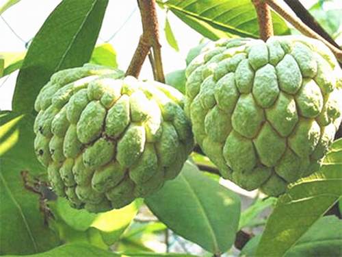 Kỹ thuật trồng m&atilde;ng cầu ta đa dạng c&oacute; thể &aacute;p dụng nhiều c&aacute;ch