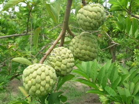 Cần b&oacute;n ph&acirc;n v&agrave; chăm s&oacute;c đ&uacute;ng giai đoạn