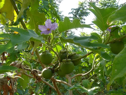 Cần chăm b&oacute;n, tưới nước đ&uacute;ng thời điểm