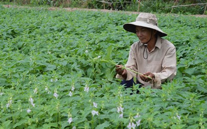 M&egrave; đen c&oacute; nhiều c&ocirc;ng dụng trong nấu ăn, l&agrave;m đẹp v&agrave; chữa bệnh