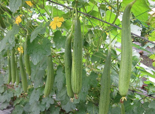 Kỹ thuật trồng mướp rất đơn giản