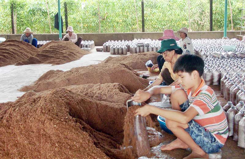 Nguyên liệu trồng nấm mèo là mùn cưa hoặc rơm rạ Nguyên liệu trồng nấm mèo là mùn cưa hoặc rơm rạ
