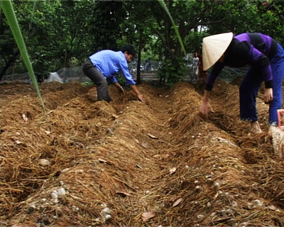 Vật liệu ch&iacute;nh trong kỹ thuật tr&ograve;ng nấm rơm l&agrave; rơm được ủ