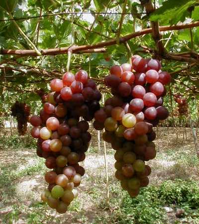 Cần chăm sóc, xới xáo, tưới nước, bón phân hợp lý, đúng thời kỳ Cần chăm sóc, xới xáo, tưới nước, bón phân hợp lý, đúng thời kỳ