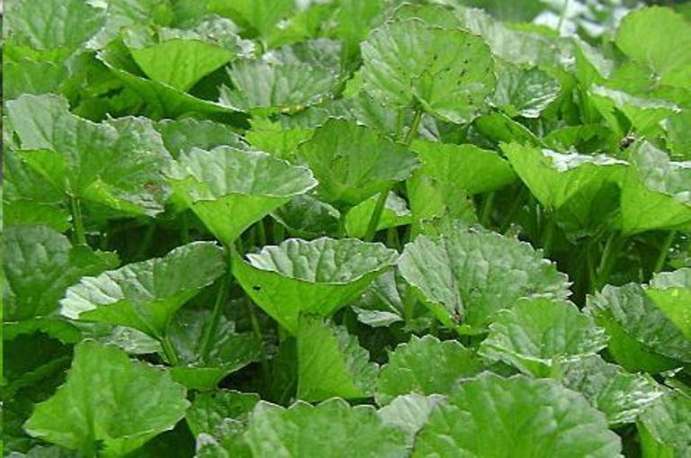 Kỹ thuật trồng rau m&aacute; kh&ocirc;ng qu&aacute; kh&oacute;