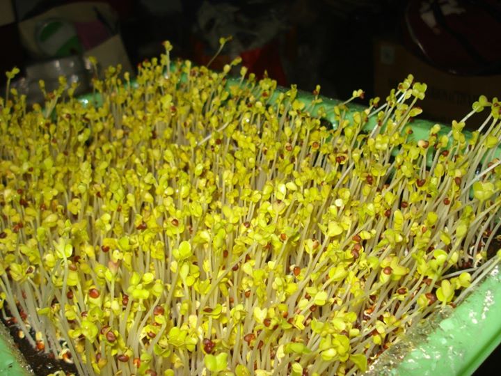 Kỹ thuật trồng rau mầm v&ocirc; c&ugrave;ng đơn giản