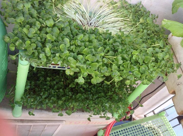 Rau mầm cho thu hoạch sau 10 đến 14 ng&agrave;y