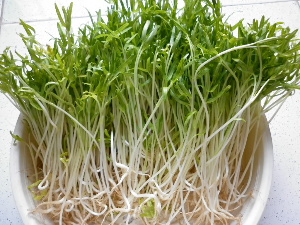 Rau mầm rau muống rất gi&agrave;u dinh dưỡng