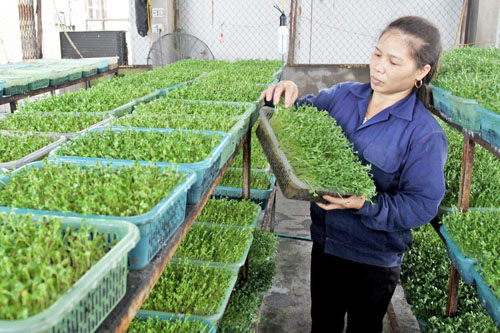 Rau mầm chỉ cần tưới nước kh&ocirc;ng cần th&ecirc;m ph&acirc;n b&oacute;n