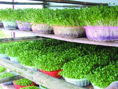 Kỹ thuật trồng rau mầm tr&ecirc;n đất đơn giản, an to&agrave;n