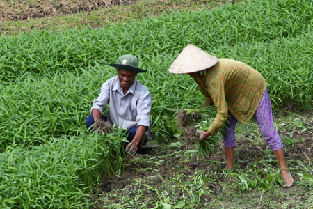 Cần chăm s&oacute;c, b&oacute;n ph&acirc;n đ&uacute;ng l&uacute;c, rau muống sẽ tươi non, xanh tốt