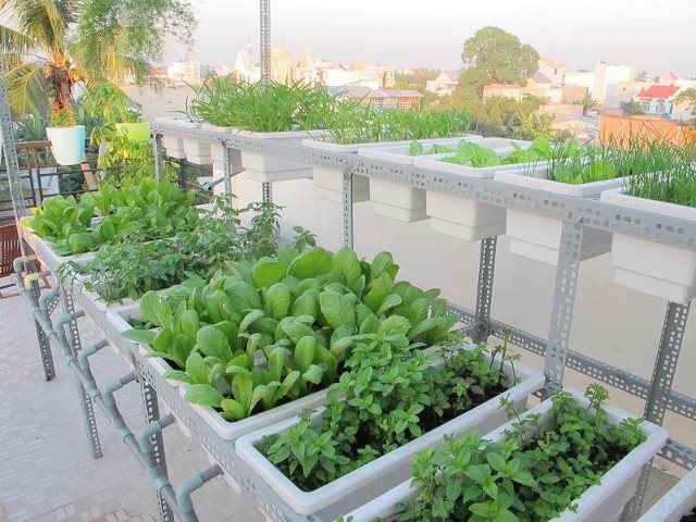 Kỹ thuật trồng rau trong thùng xốp vô cùng đơn giản Kỹ thuật trồng rau trong thùng xốp vô cùng đơn giản