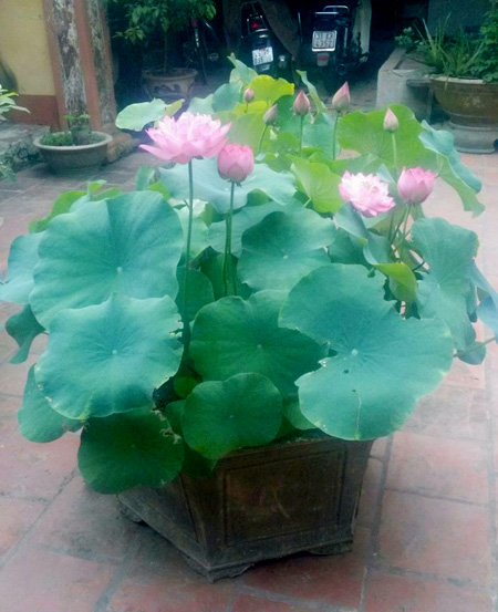 Cần chăm s&oacute;c tỉ mỉ một ch&uacute;t l&agrave; c&oacute; được những chậu sen xanh tươi tuyệt đẹp