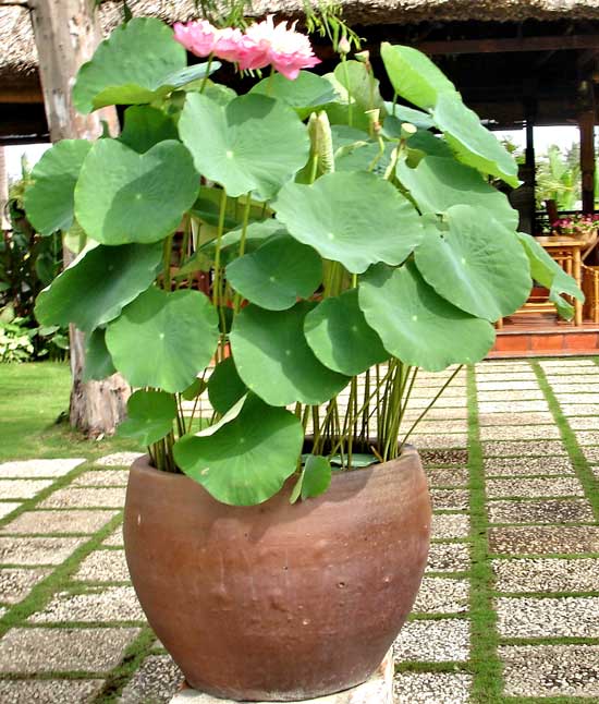 Kỹ thuật trồng sen trong chậu kh&ocirc;ng qu&aacute; kh&oacute;