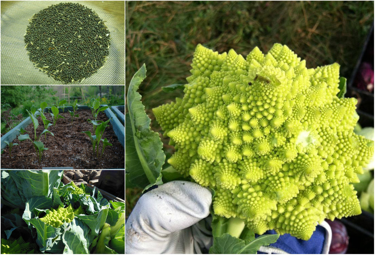 Kỹ thuật trồng s&uacute;p lơ h&igrave;nh xoắn ốc tại nh&agrave; kh&ocirc;ng qu&aacute; kh&oacute;