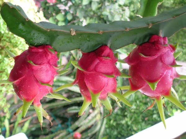 Kỹ thuật trồng thanh long ruột đổ đ&uacute;ng c&aacute;ch sẽ cho năng suất cao vượt trội