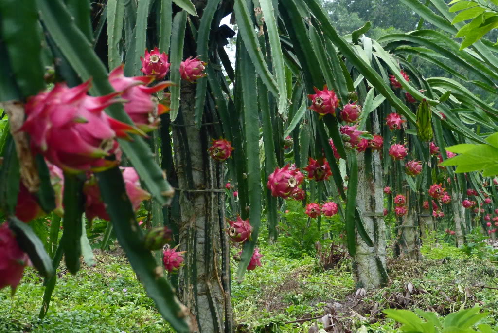 Cần chăm s&oacute;c, tưới nước cho c&acirc;y trồng đ&uacute;ng thời điểm