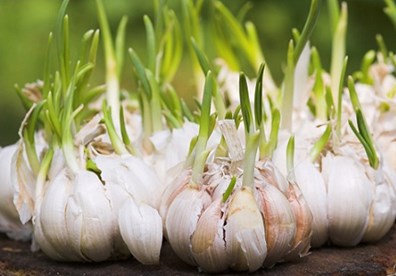 Kỹ thuật trồng tỏi tại nh&agrave; kh&ocirc;ng qu&aacute; khỏ