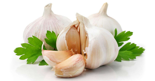 Chỉ cần bỏ c&ocirc;ng chăm s&oacute;c một ch&uacute;t l&agrave; c&oacute; thể thu hoạch được những củ tỏi tươi ngon cho gia đ&igrave;nh