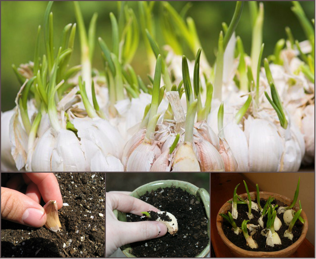 Kỹ thuật trồng tỏi tại nh&agrave; kh&ocirc;ng qu&aacute; kh&oacute;