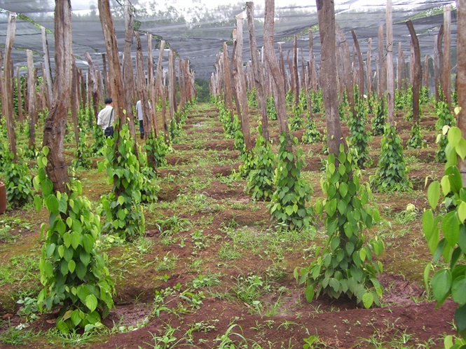 Kỹ thuật trồng v&agrave; chăm s&oacute;c ti&ecirc;u đ&uacute;ng c&aacute;ch rất cần thiết cho b&agrave; con