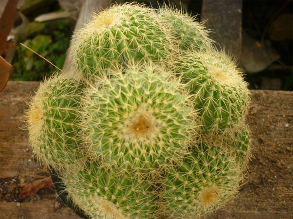 Kỹ thuật trồng xương rồng đơn giản