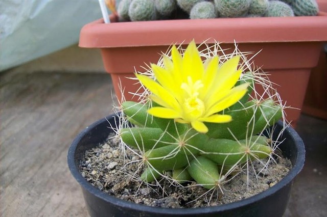 Cần ch&uacute; &yacute; tưới nước trong kỹ thuật trồng xương rồng