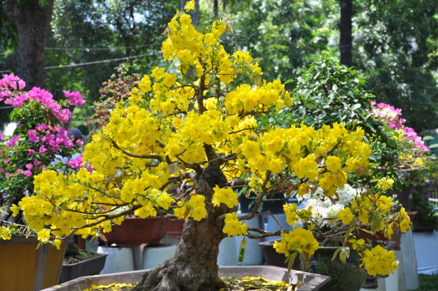 Tỉa hoa và lá là kỹ thuật trồng cây cơ bản cho nhiều loại hoa, cây cảnh