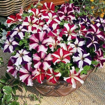 Nếu &aacute;p dụng đ&uacute;ng kỹ thuật trồng c&acirc;y dạ yến thảo c&oacute; thể ra hoa cả năm