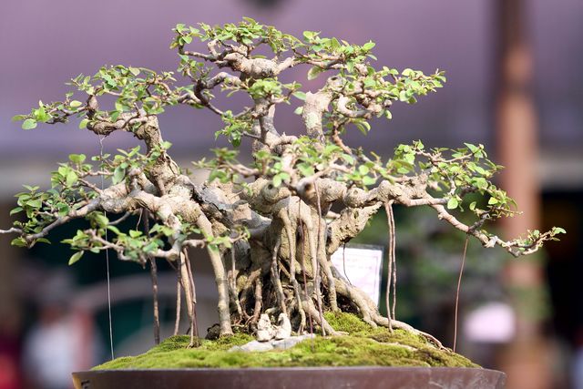 Kỹ thuật trồng c&acirc;y rất coi trọng việc b&oacute;n ph&acirc;n đ&uacute;ng c&aacute;ch