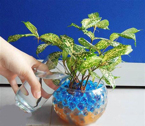 Kỹ thuật trồng c&acirc;y cảnh thủy cảnh kết hợp với đ&aacute; m&agrave;u, b&igrave;nh thủy tinh sẽ cho ra những t&aacute;c phẩm tinh tế, s&aacute;ng tạo
