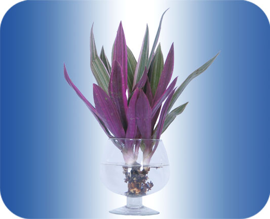 Kỹ thuật trồng c&acirc;y cảnh bằng nước cũng c&oacute; những ưu nhược điểm ri&ecirc;ng