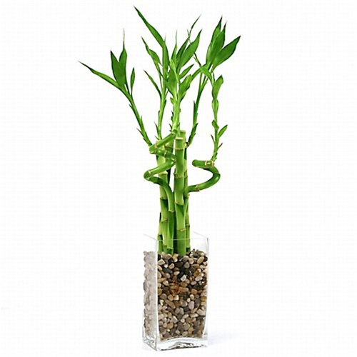 Do trồng trong nước n&ecirc;n rất cần ch&uacute; &yacute; tới yếu tố n&agrave;y trong kỹ thuật trồng c&acirc;y