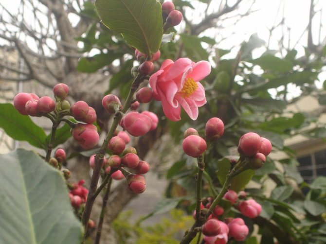 Ch&uacute; &yacute; đến kỹ thuật trồng c&acirc;y v&agrave; chăm s&oacute;c, hải đường sẽ cho hoa đ&uacute;ng dịp Tết