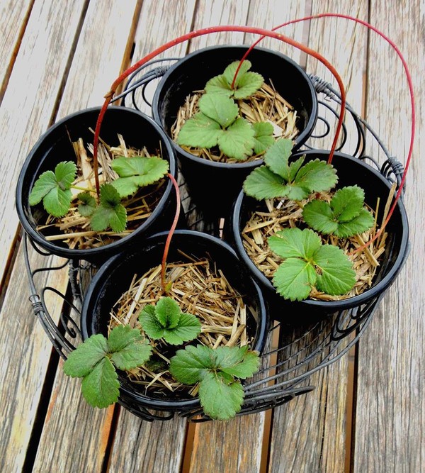 Điều đầu tiên của kỹ thuật trồng cây đó là chọn được cây non khỏe mạnh