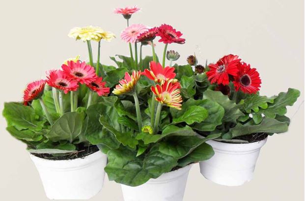 Kỹ thuật trồng c&acirc;y, chăm s&oacute;c hoa đồng tiền kh&aacute; ch&uacute; trọng đến nước v&agrave; độ ẩm