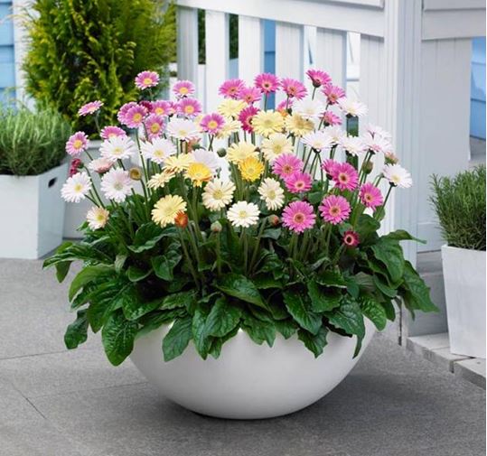 Kỹ thuật trồng c&acirc;y, chăm s&oacute;c đ&uacute;ng đắn sẽ cho những chậu hoa đồng tiền đẹp chơi Tết