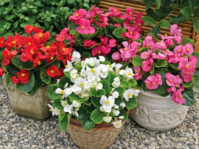 Kỹ thuật trồng c&acirc;y, chăm s&oacute;c thu hải đường đ&uacute;ng đắn sẽ cho ra những chậu hoa cảnh đẹp