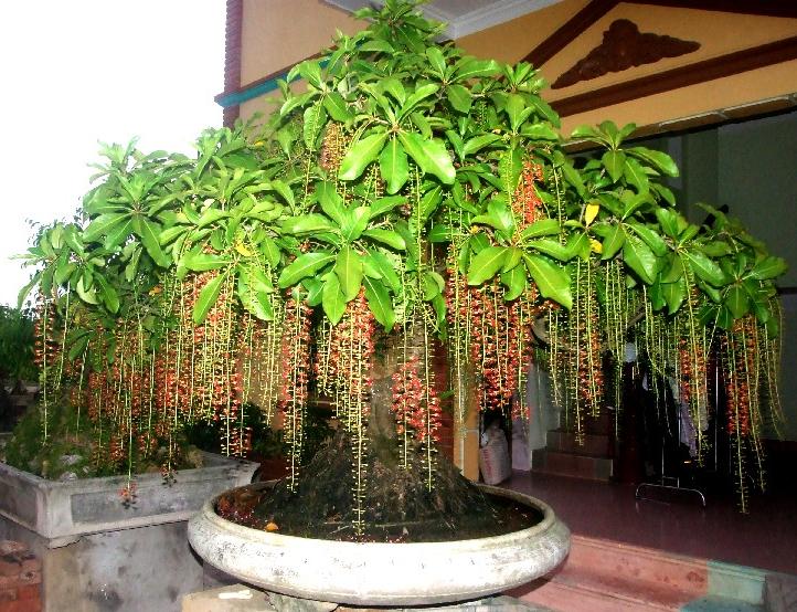 Ch&uacute; &yacute; đến kỹ thuật trồng c&acirc;y lộc vừng sẽ ra hoa đ&uacute;ng dịp Tết