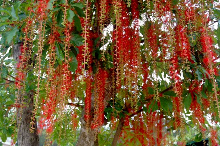 Kỹ thuật trồng c&acirc;y lộc vừng kh&ocirc;ng hề kh&oacute;