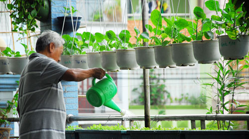 Cần ch&uacute; trọng tưới nước trong kỹ thuật trồng c&acirc;y rau sạch tại nh&agrave;